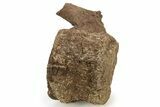 Hadrosaur (Edmontosaurus) Caudal Vertebra - Wyoming #265526-1